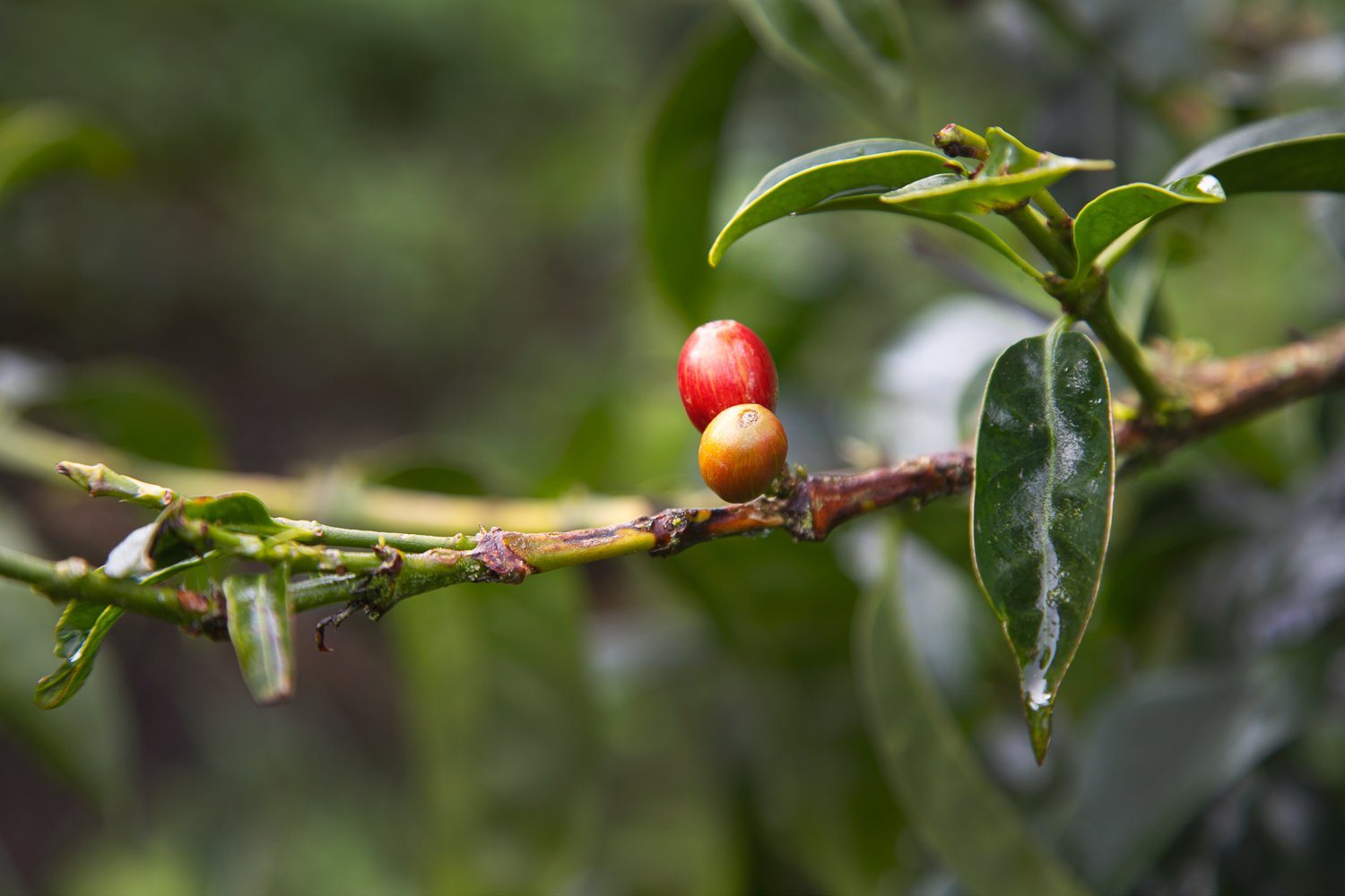Cafe Imports sells and ships green coffee around the globe to our international offices and international warehouses.