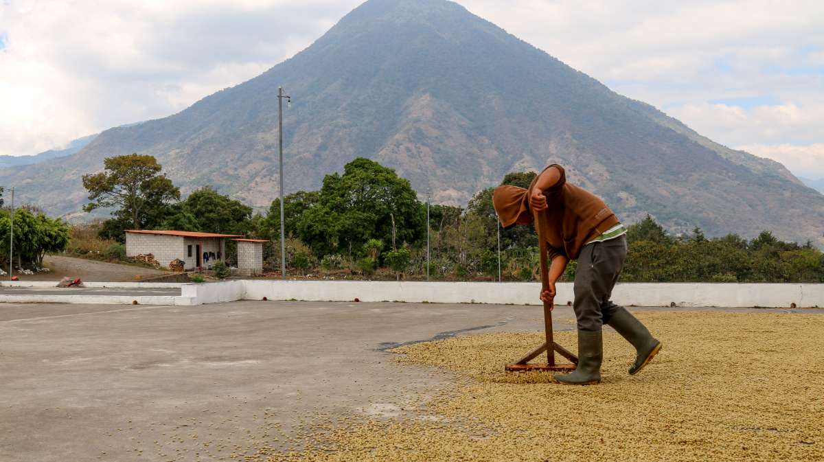 Sản xuất cà phê tại Guatemala