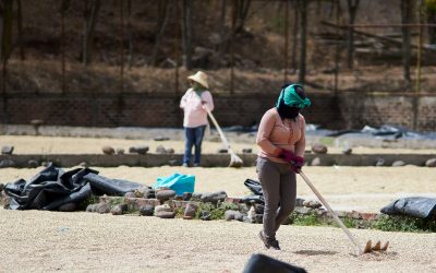 A Project to Increase Traceability through Our Partners at PRODECOOP, Nicaragua