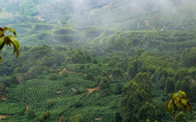 Fazenda Dutra: A Vision of Variety and Flavour from Brazil