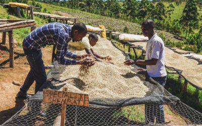 Introducing Two New Burundi Offerings: Sehe and Shembati Washing Stations