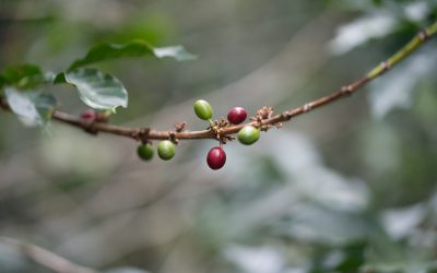 Harvest Report: Colombia 2019