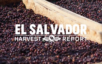El Salvador Harvest Report 2019