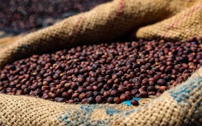 Ethiopia: An Update from Green Buyer Claudia Bellinzoni