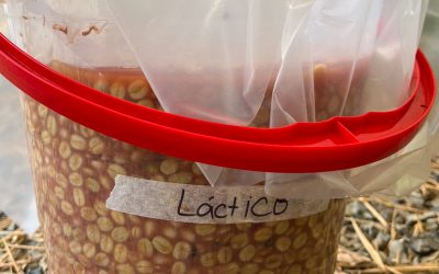 Field Report: Fermentation Training Camp in Risaralda, Colombia with Lucia Solis