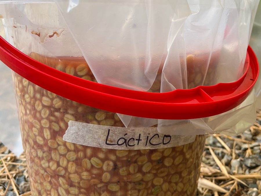 Field Report: Fermentation Training Camp in Risaralda, Colombia with Lucia Solis