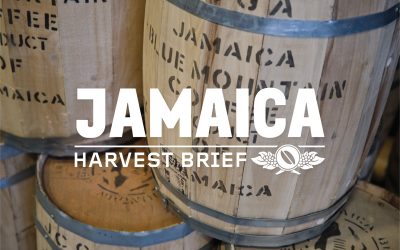 Harvest Brief: Jamaica 2019 – A Story of Resilience and Recovery Fueled by Coffee