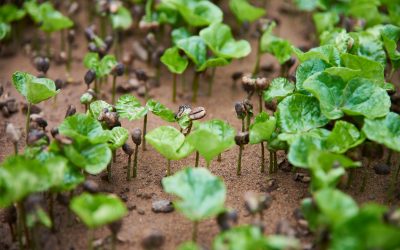 A Series about Certifications, part 4 – Non-GMO