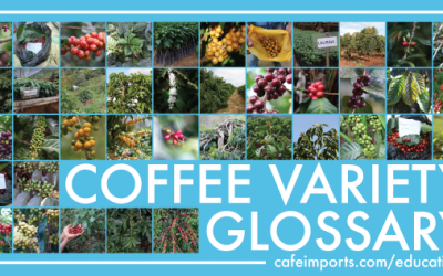 The Cafe Imports Coffee Variety Glossary and Gallery – Free educational resources available now