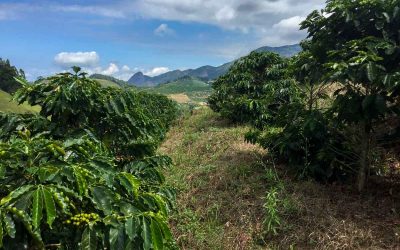 Espírito Santo, Brazil: Fashionably Late to the Party?