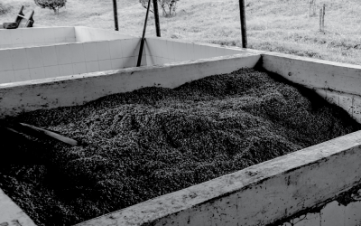 Understanding Fermentation and Coffee