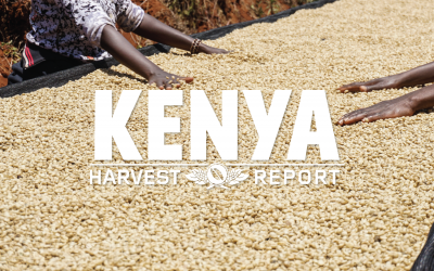 Harvest Report: Kenya 2020 – Complicated Is Beautiful