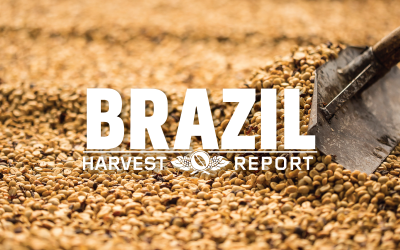 Harvest Report: Brazil 2020 and Some Good News in This Strange Year (Finally!)