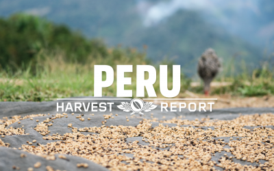 Harvest Report: Peru 2020. Coffee finds a way…