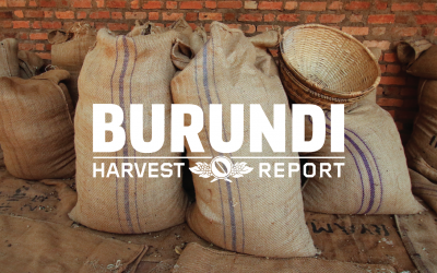 Harvest Report: Burundi 2019