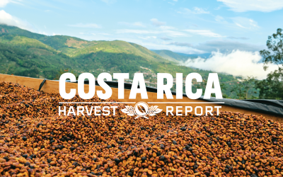 Harvest Report: Costa Rica 2020 and the Choices Producers Make