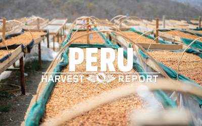 Harvest Report: Peru 2019