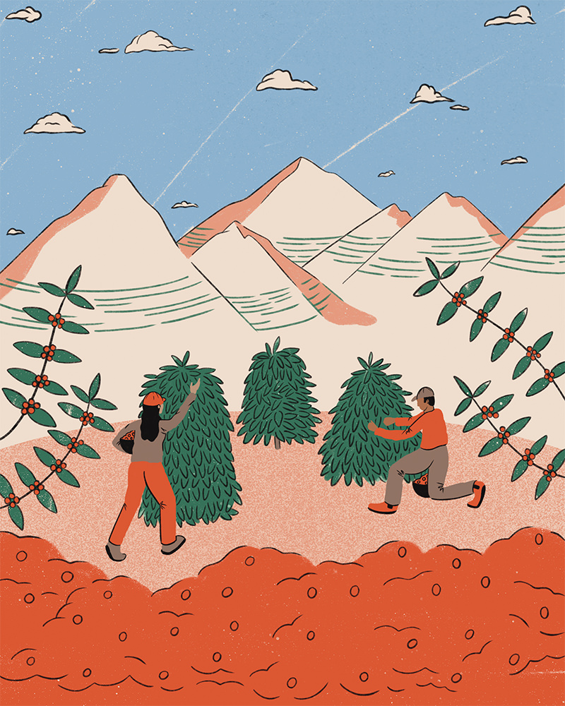 harvesting coffee