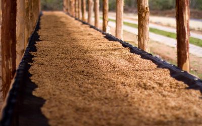 Origin Report: Nicaragua 2018