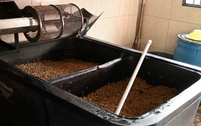 Regenerative Agriculture and The New Generation of Specialty Coffee in Tarqui, Colombia