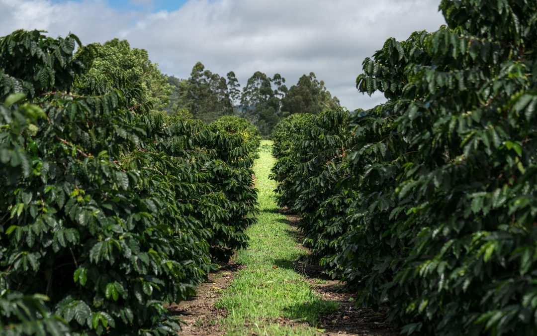 Critical Coffee Plant Research Initiative in Congress